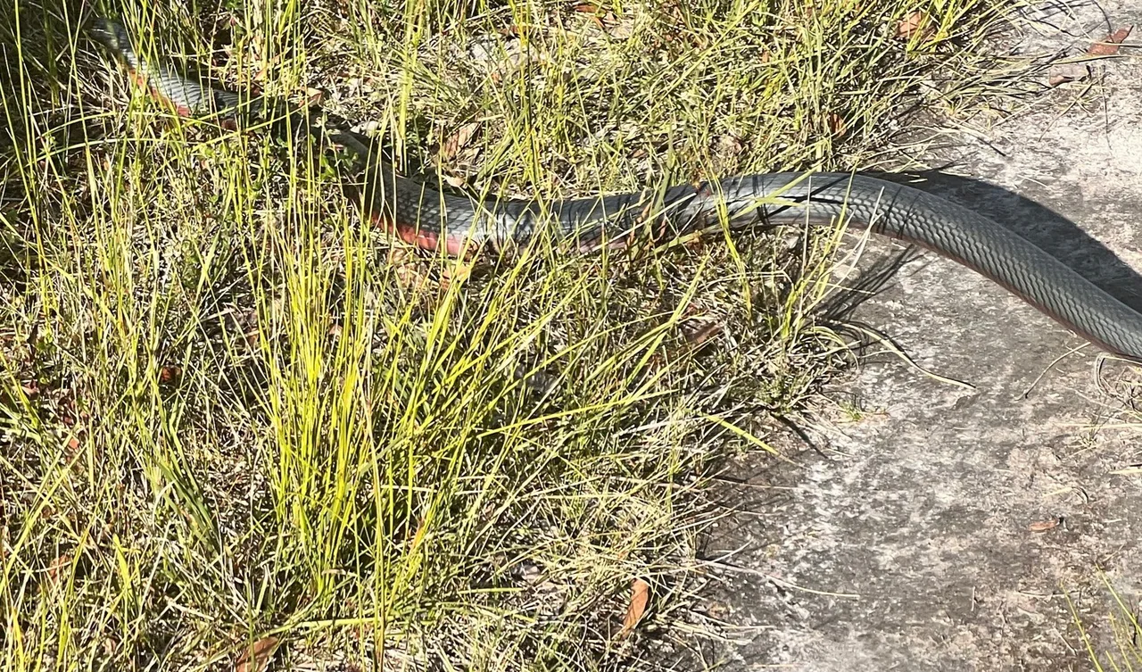 Eagles Sinkholes and Serpents: A Coastal Journey