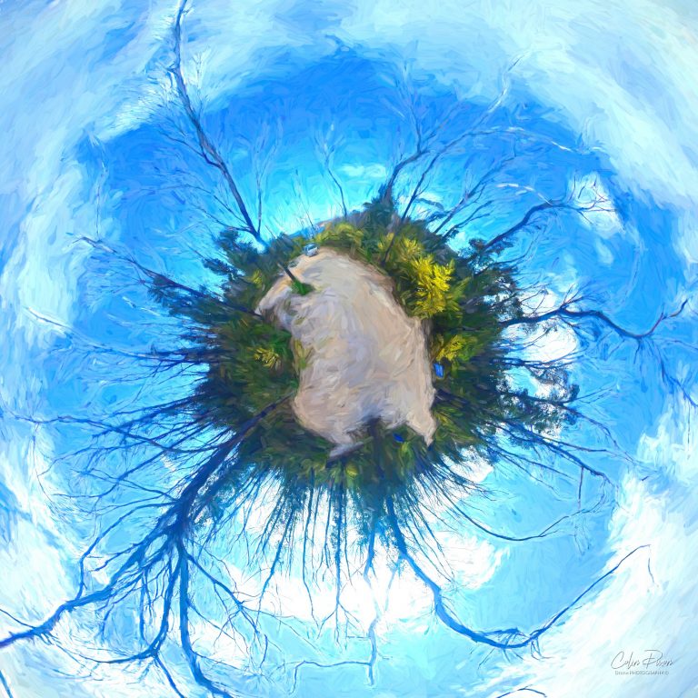 Pebbly Beach Art