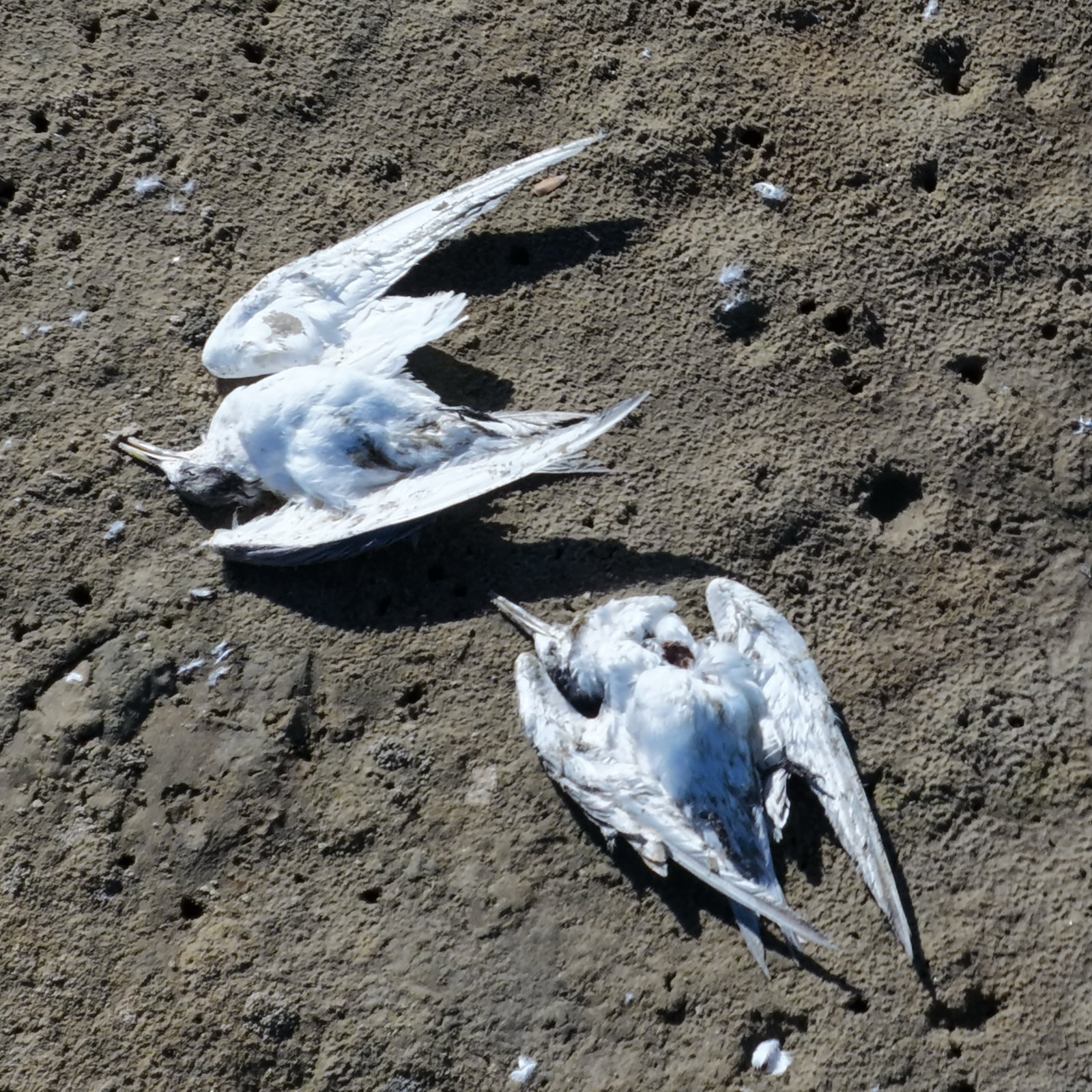 Sick and Dead Crested Terns Found at Mallacoota Foreshore
