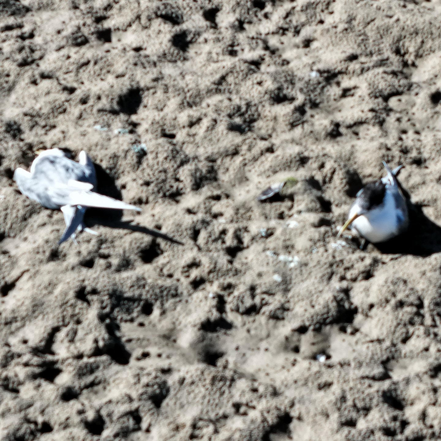Sick and Dead Crested Terns Found at Mallacoota Foreshore