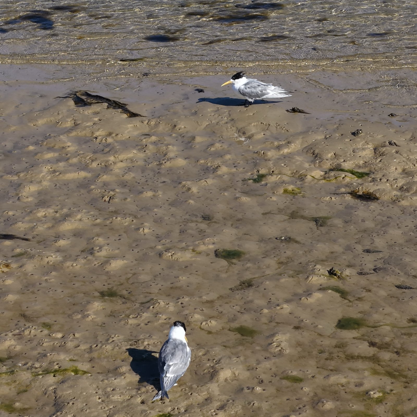 Sick and Dead Crested Terns Found at Mallacoota Foreshore